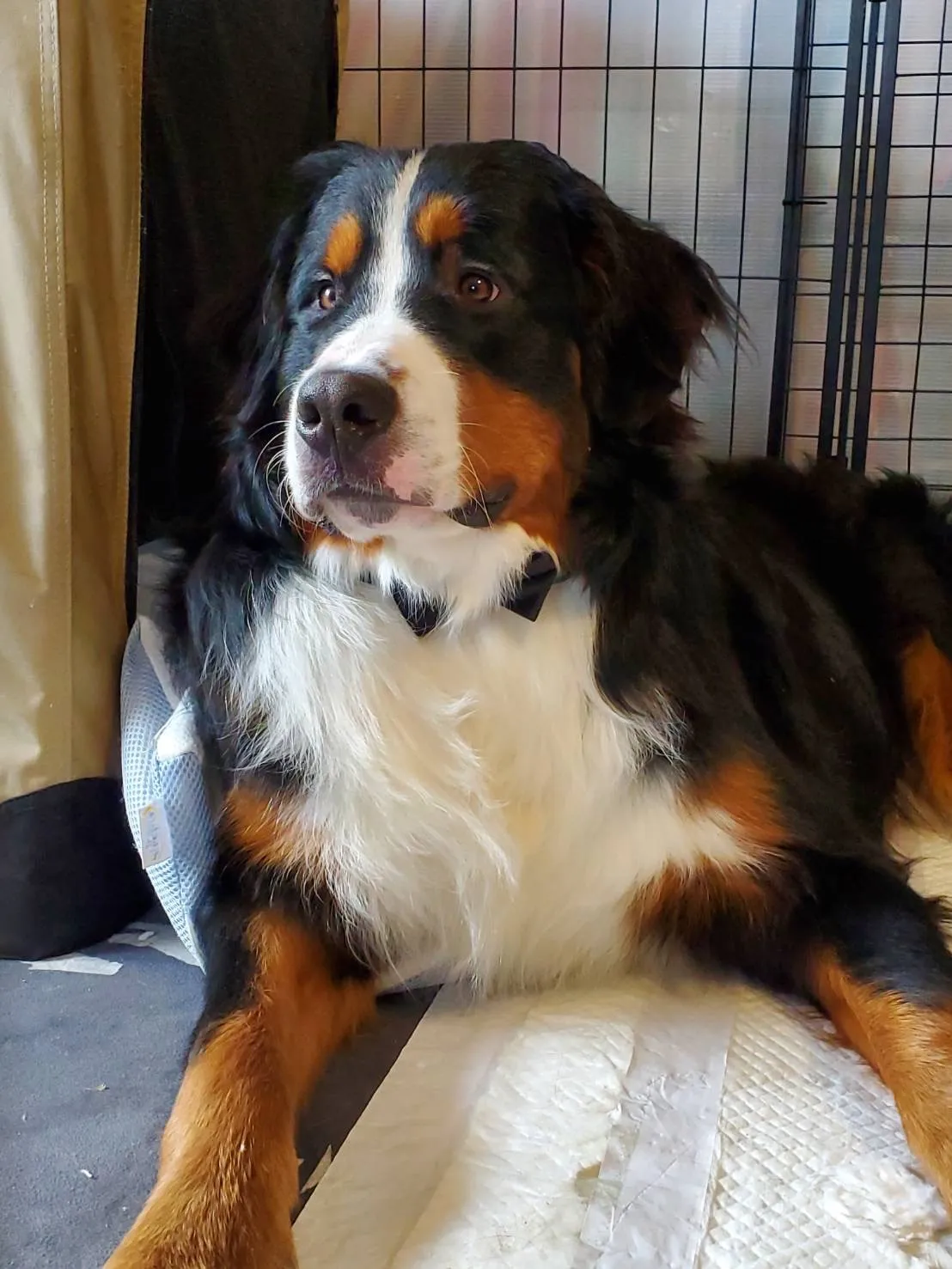 徳島県 福麻呂 一歳未満でこの貫禄😊