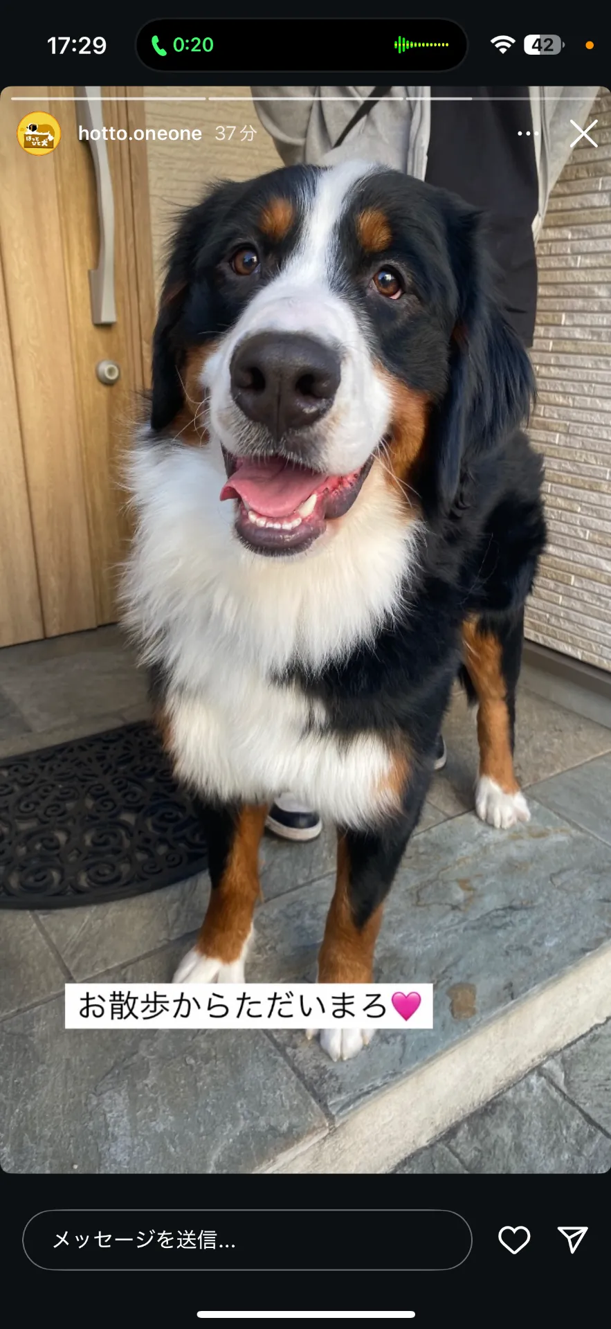 東京都 大型犬カフェ 平麻呂 TV出まくりの人気カフェ