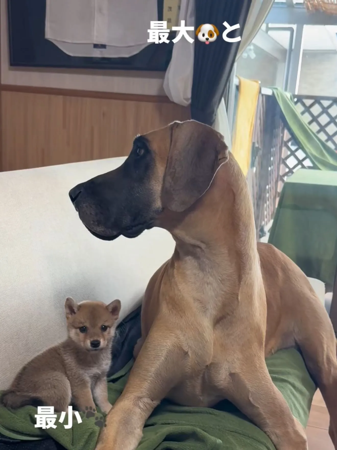 超大型犬! ニューファンドランド🦁と